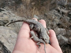 Sceloporus undulatus