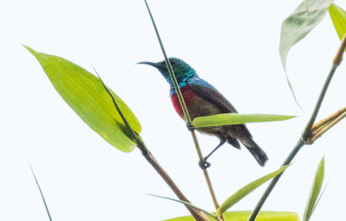Olive-bellied Sunbird