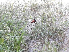 Jacana jacana