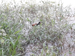 Jacana jacana
