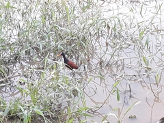 Jacana jacana