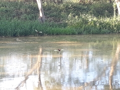 Jacana jacana