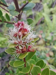 Syzygium grijsii