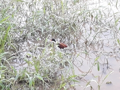 Jacana jacana