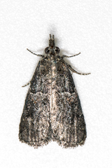 Satole ligniperdalis