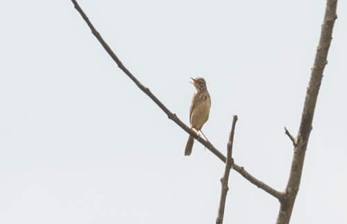 Plain-backed Pipit
