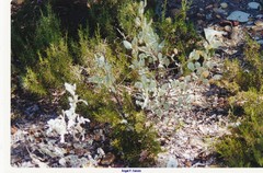 Cistus atriplicifolius