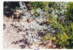 Cistus atriplicifolius