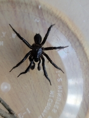 Myrmekiaphila foliata