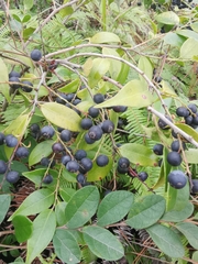 Vaccinium bracteatum