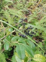 Vaccinium bracteatum