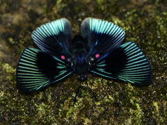 Lyropteryx apollonia