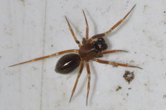 Microneta viaria