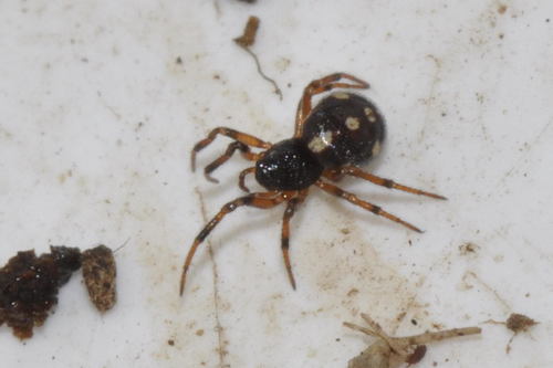 Crustulina guttata