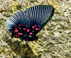 Lyropteryx apollonia