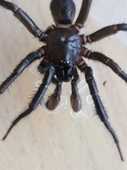 Myrmekiaphila foliata