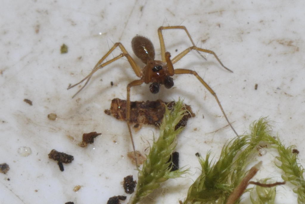 Mansuphantes simoni