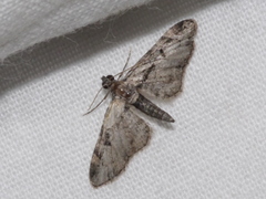 Prorella desperata