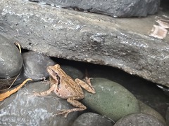 Pseudacris sierra