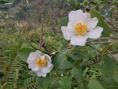 Camellia oleifera