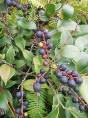 Vaccinium bracteatum