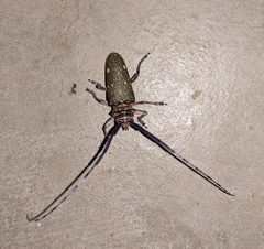 Prosopocera