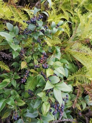 Vaccinium bracteatum