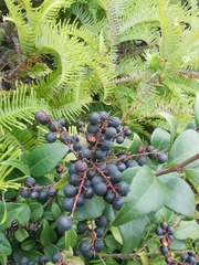 Vaccinium bracteatum