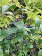 Vaccinium bracteatum