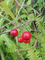 Photinia parvifolia