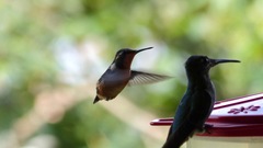 Philodice mitchellii