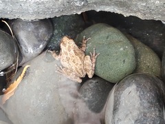 Pseudacris sierra