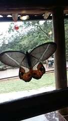 Pierella nereis