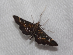 Diathrausta