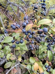 Vaccinium bracteatum