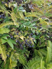 Vaccinium bracteatum