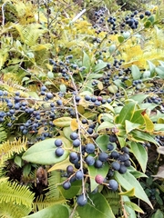 Vaccinium bracteatum
