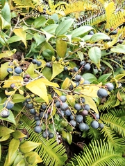 Vaccinium bracteatum