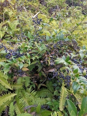 Vaccinium bracteatum