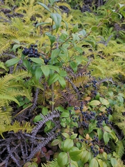 Vaccinium bracteatum
