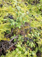 Vaccinium bracteatum