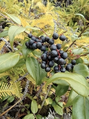 Vaccinium bracteatum