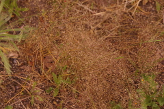 Agrostis delicatula