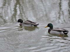 Anas platyrhynchos × acuta