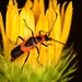 Colorado Soldier Beetle - Photo (c) Jason M Crockwell, some rights reserved (CC BY-NC-ND), uploaded by Jason M Crockwell
