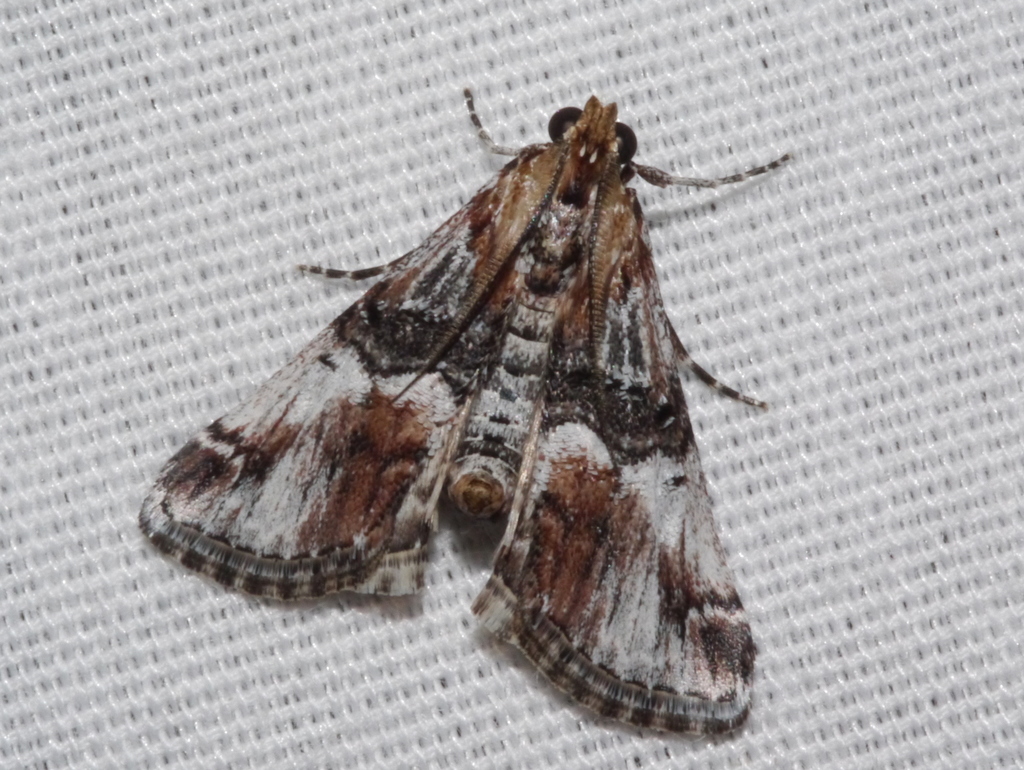 Toripalpus trabalis