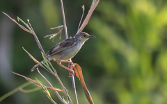 Cisticola lateralis