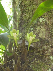 Bifrenaria inodora