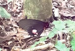 Parides anchises nephalion