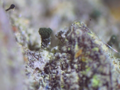 Microcalicium disseminatum